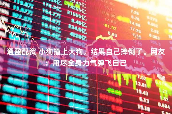 通盈配资 小狗撞上大狗，结果自己摔倒了。网友：用尽全身力气弹飞自己