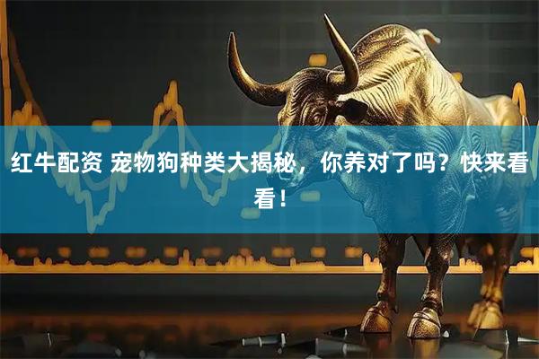 红牛配资 宠物狗种类大揭秘，你养对了吗？快来看看！